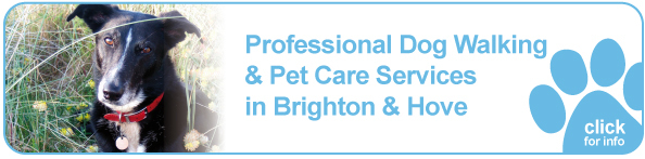 Click here to learn more about our dog walking service in Brighton and Hove.