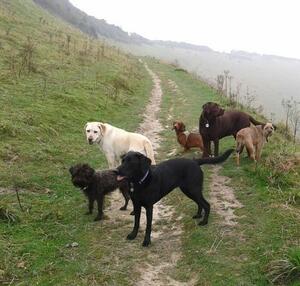 Paw Prints Dog Walking Service at Devils Dyke Paw Prints Dog Walking Service at Devils Dyke