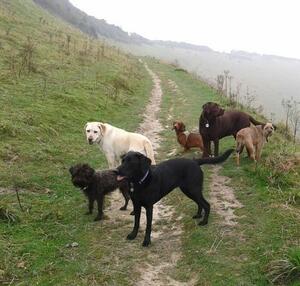 Paw Prints Dog Walking Service at Devils Dyke