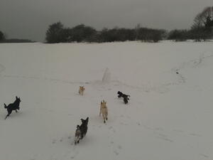 Dog Walking in Wild Park Dog Walking in Wild Park