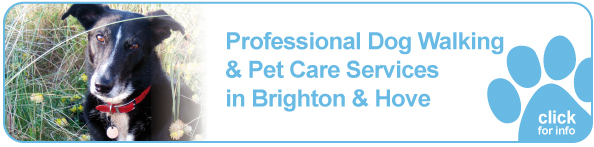 Click here to learn more about our dog walking service in Brighton and Hove. Click here to learn more about our dog walking service in Brighton and Hove.
