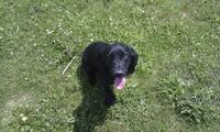We look forward to seeing your pet soon We look forward to seeing your pet soon